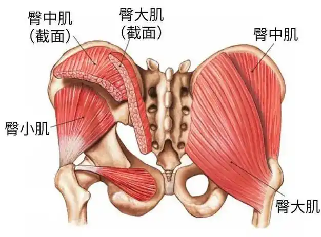 快来测测你的还活着没|屈髋|臀肌|髋关节|大小腿|腿部肌肉_网易订阅