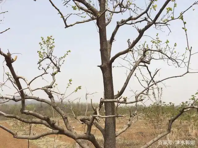 柿子树修剪有层次四面通透见阳光