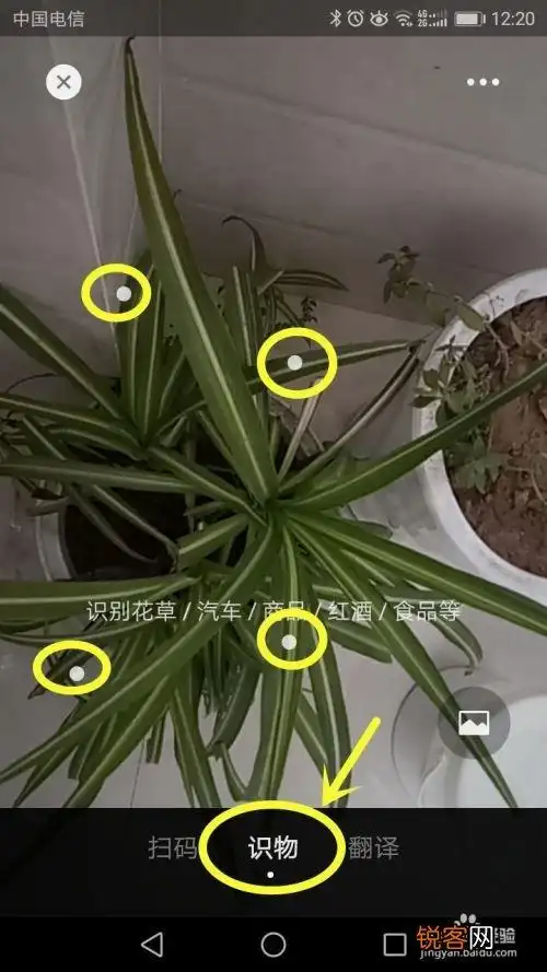 扫描识别植物 如何扫描花卉,百度识别植物扫一扫