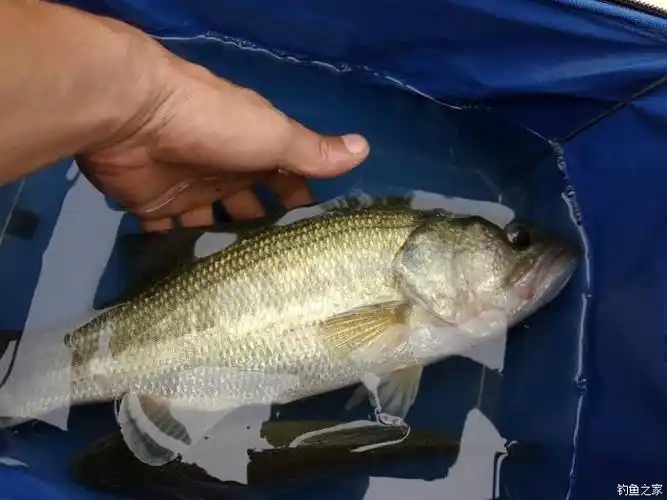 分享路亚鲈鱼