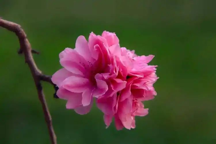 喜欢百花齐放的春天,采几朵鲜花,留住多彩的春天_百花齐放_鲜花
