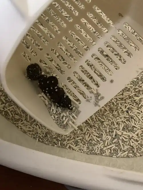 【讨论】猫屎太干了正常吗