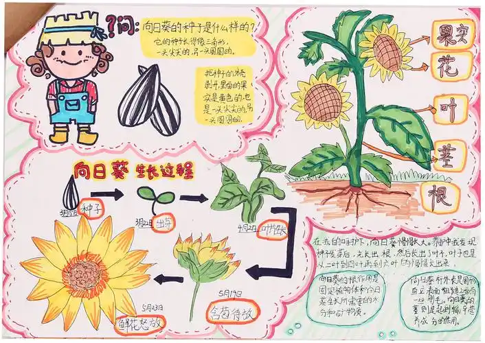 遇见向日葵-王雨诺2021-12-17807辣椒成长记-胡梦瑶2021-12-17706网球