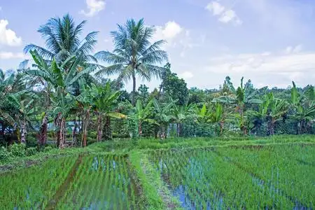 稻田里,马塔兰, 龙目岛,印度尼西亚, 东南亚, 亚洲照片