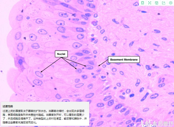 组织学2上皮细胞摘自耶鲁大学