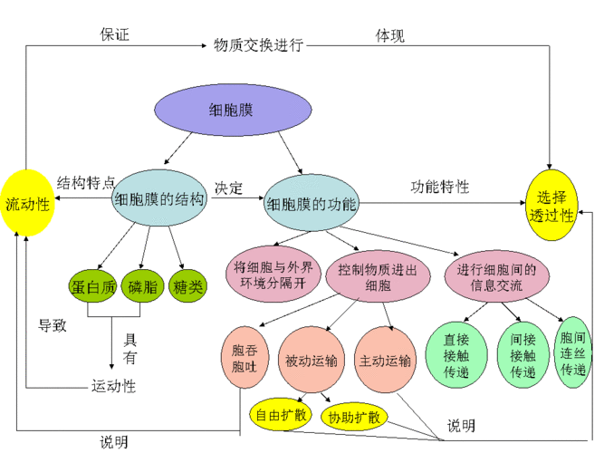 细胞膜结构和功能的概念图