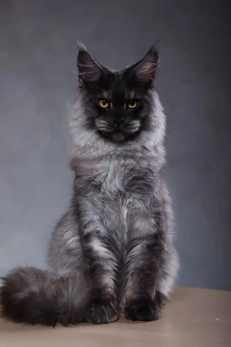 帅到直搓心巴的烟黑缅因弟弟#缅因猫  - 抖音