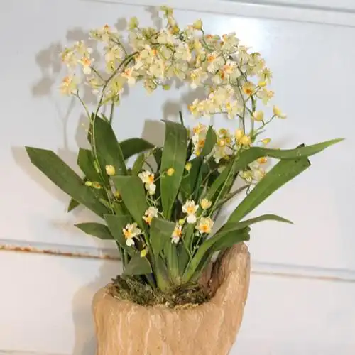 千姿百态洋兰系列展示三文心兰