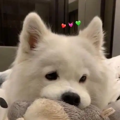 2023高清超酷狗狗萌宠微信头像_微信头像_我要个性网