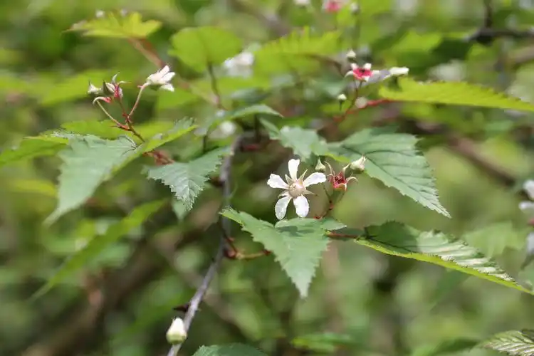 庆元植物1402-蔷薇科-悬钩子属-无毛光果悬钩子_生物