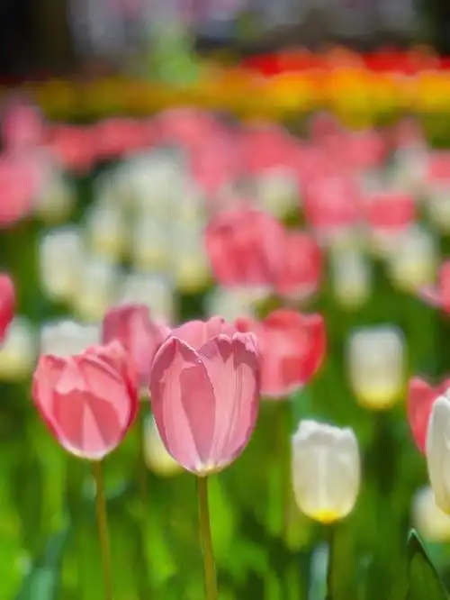 中山公园郁金香开啦