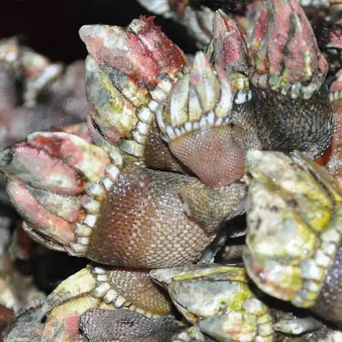 海鲜阁 新鲜佛手螺 佛手贝 狗爪螺 观音手 海鲜水产 顺丰航空 年货