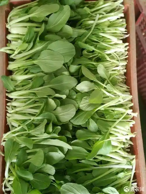 [鸡毛菜批发] 有机鸡毛菜上海小青菜价格1.5元/斤 - 惠农网触屏版