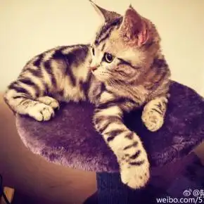 cv八千里路主役广播剧【部分完结作品可寻路wyy等【如:人格,特工,私人