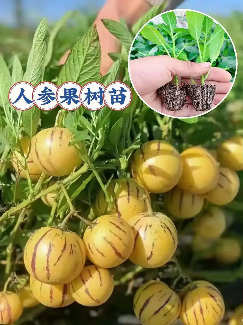 人参果树苗9.9到手5颗.喜欢吃人参果的可以在家里种上几颗哦 - 抖音