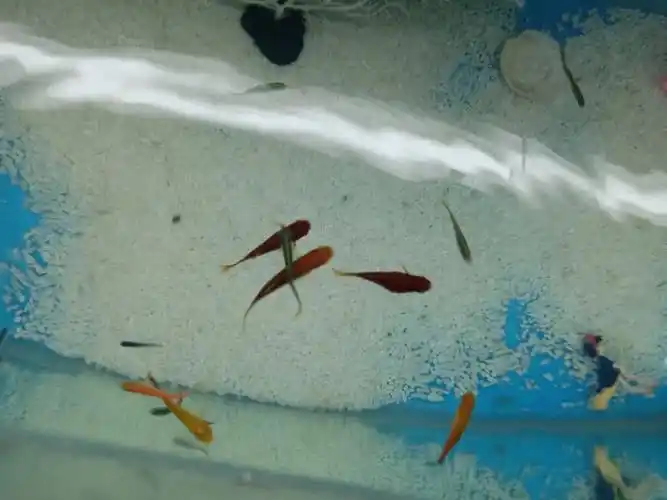 请问这条鱼怀孕了吗