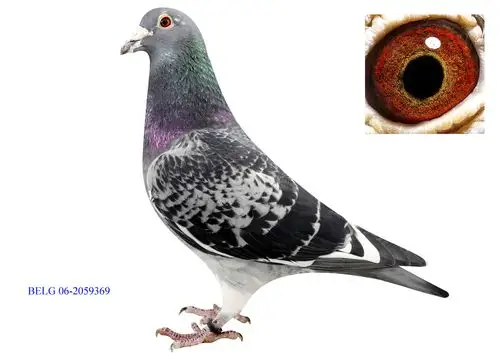 速霸龙06-2059369雄