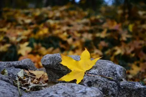 《落叶》桐影吹香灯花瘦,我自倾杯月已晕.