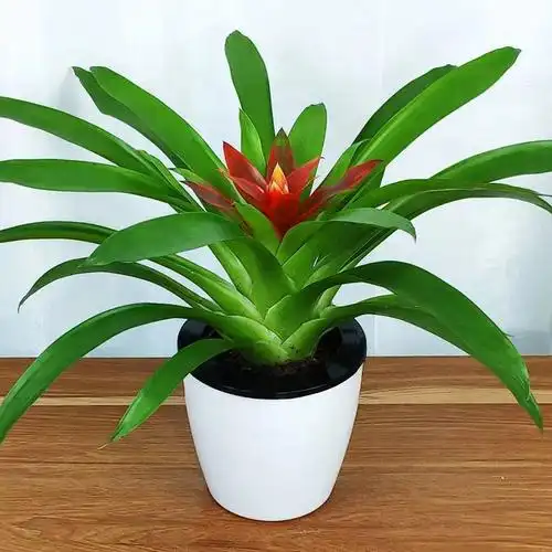 小红星盆栽凤梨花四季开花室内绿植花卉水培植物净化空气