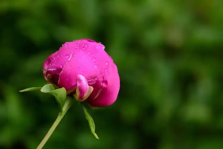 光影花卉——芍药