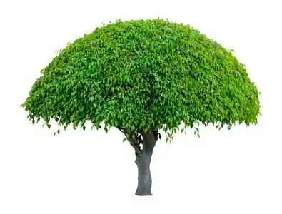 伞的叶子图片-伞的叶子素材-伞的叶子插画-摄图新视界