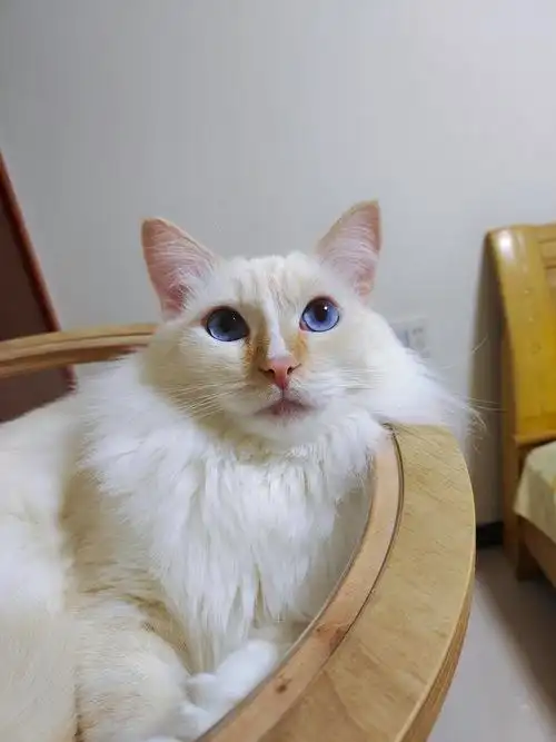 讨论英短凯米尔色