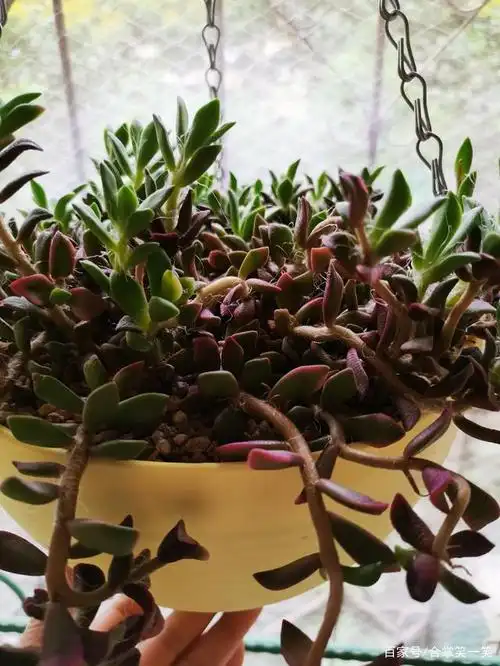 吹雪之松锦很容易爆盆的多肉