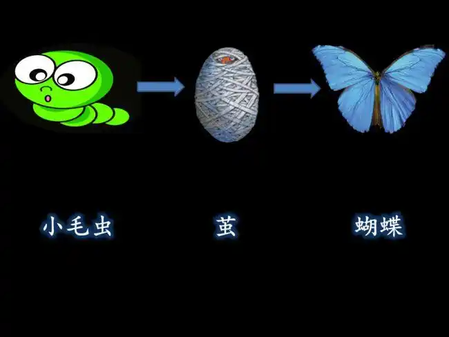 这节课,我们就一起来看看小毛虫在变成蝴蝶的过程中经历了什么吧!