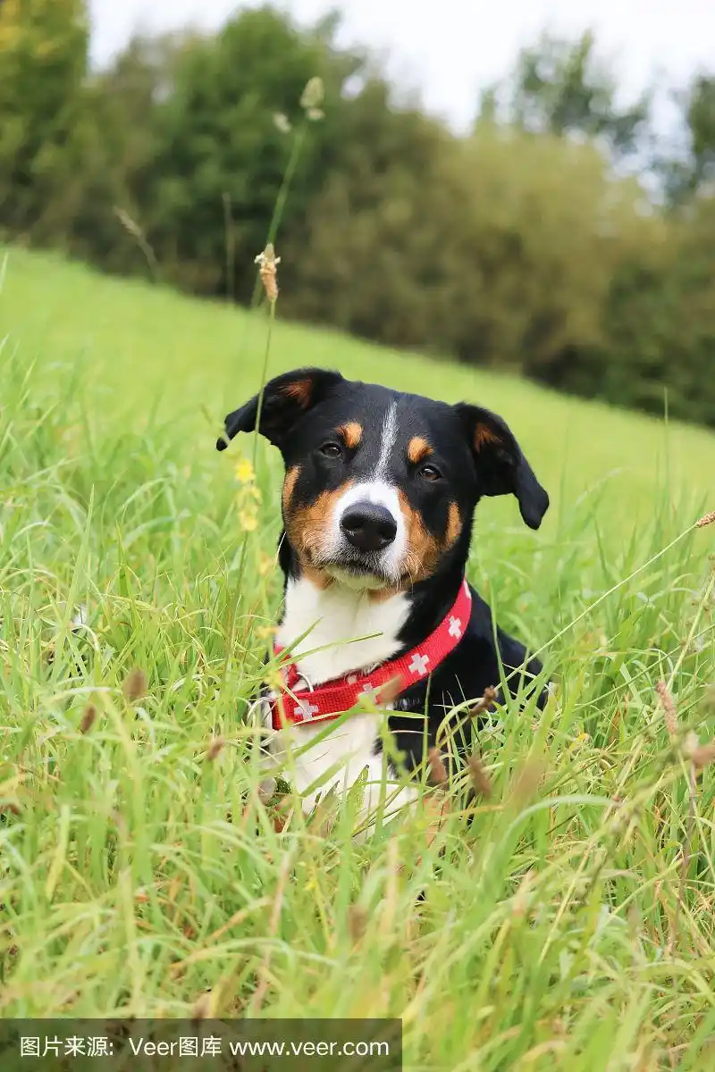 内阿彭策尔,伯恩山犬,狗食,可爱的,宠物
