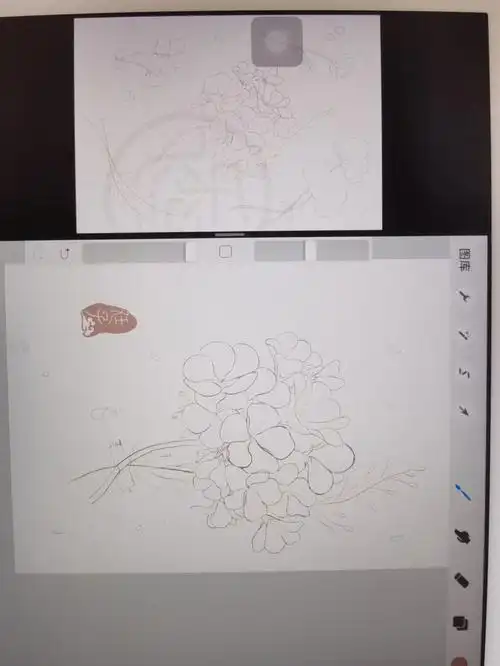 手绘天竺葵草稿