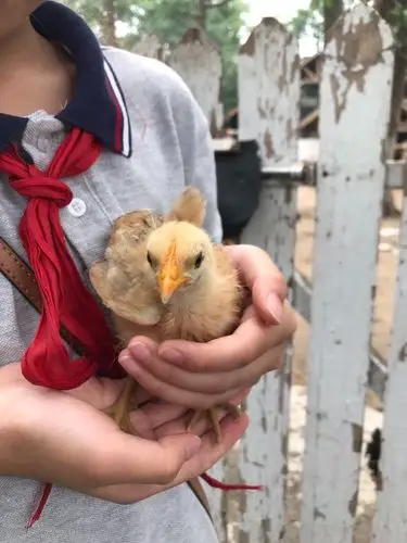 其它 实现孩子的小梦想 写美篇小鸡出生啦 快乐成长 小悠做外婆啦