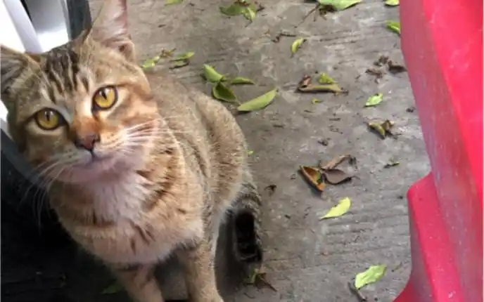 可爱又特别的黄色狸花