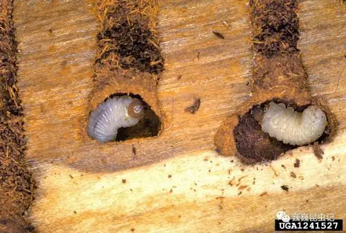 小蠹幼虫(图源:www.forestpests.