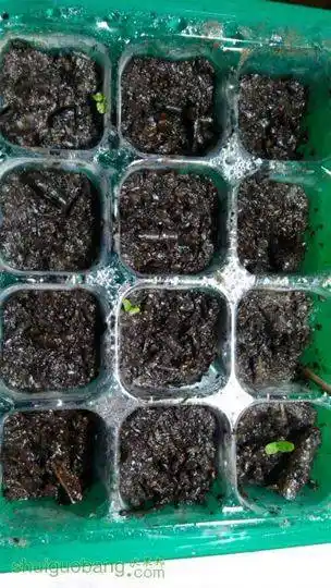 蓝莓种子终于发芽啦