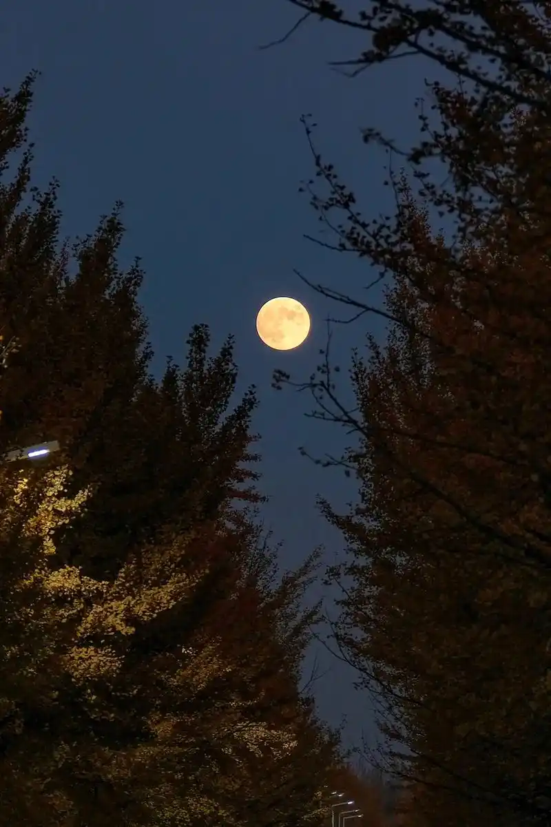 月上梢头.银杏路上的月亮也很好看#摄影图文种草机 #属于秋天 - 抖音