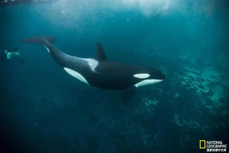 13张令人惊叹的虎鲸照片