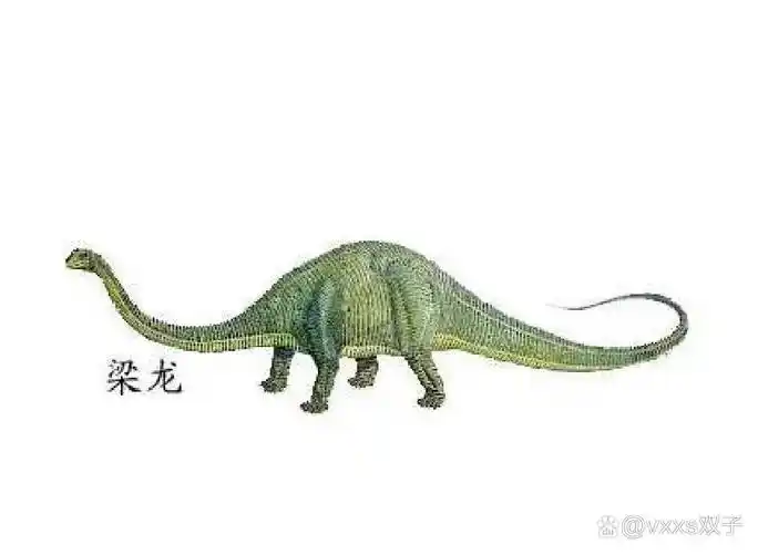 ,是梁龙科下的一属恐龙,它的骨骼化石