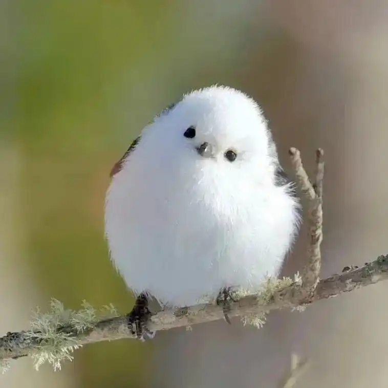 超可爱哟,鸟界里的可爱担当,长得象小糯米团的呆萌银喉长尾山雀 - 抖