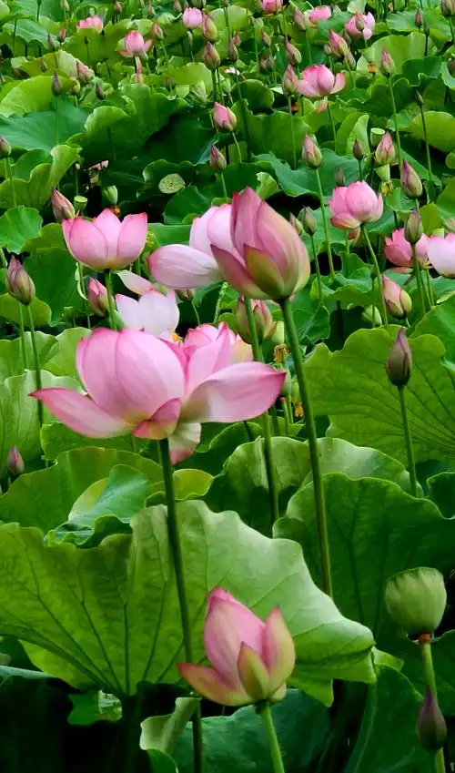 为"荷"而来,因为你会带来好心情.(2020.7.11)