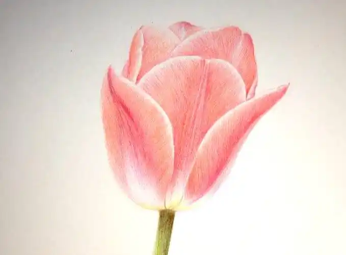 课程| 学彩铅,让自己再多一点的进步