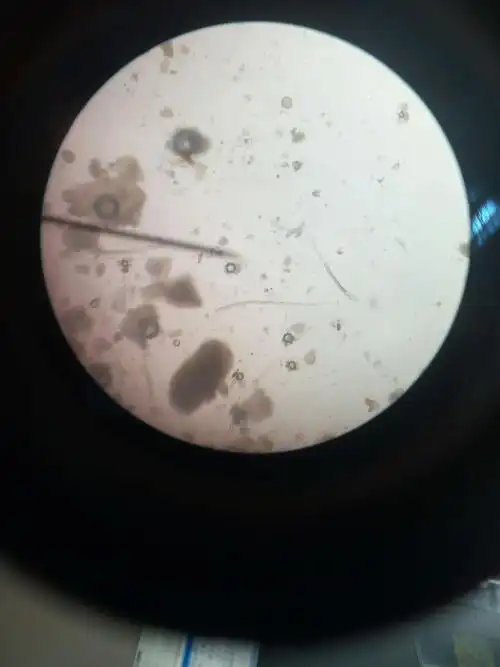 (药鉴作业)学号46号,蔡薇薇