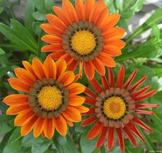 孔雀草一朵多面花