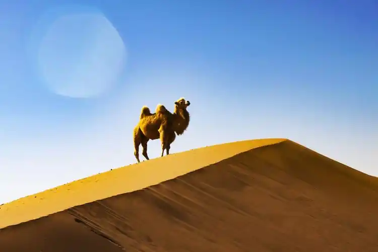 月亮湖沙漠骆驼