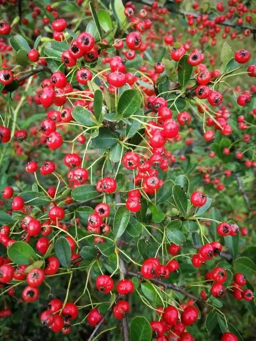 十五种住在农村的人才认识的山里野果,看看你们都还记得吗