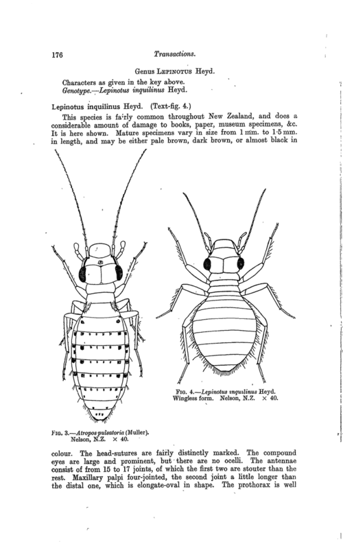 lepinotus inquilinus 这个单词的音标和意思是什么?