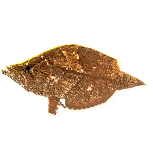 枯叶鱼观赏淡水热带鱼印度夜行鱼秘鲁虎鱼枯树叶鱼奇怪鱼水族活体