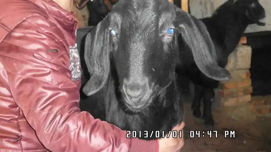 四川资阳优质的简阳大耳羊种羊----20天左右的价格 - 中国供应商移动