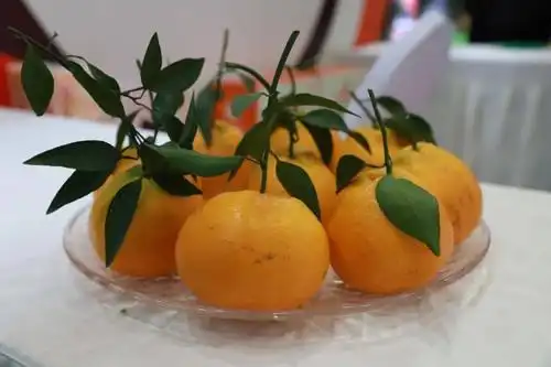 太有面子了武胜大雅柑高调亮相国际农交会