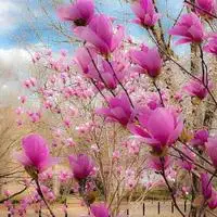 花卉,美丽的花朵,花儿盛开的季节来了-个性头像