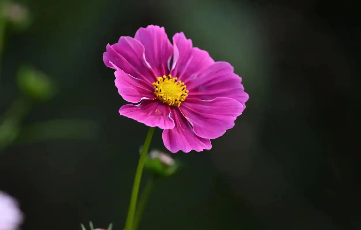 波斯菊.波斯菊株形高大但叶形雅致, 花色非常丰富, 有红的, - 抖音